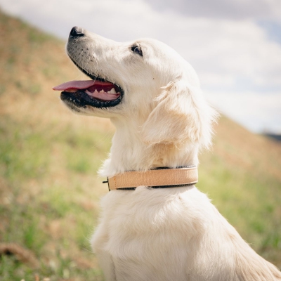 Collier droit confort pour chien en nylon beige 2