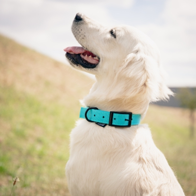 Collier droit confort pour chien en nylon turquoise 2