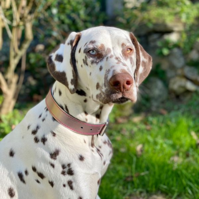 Collier Rose Métalisé en cuir - Dakota3