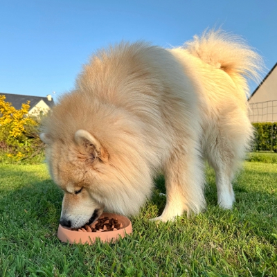 Gamelle "Anti-Glouton" jaune en silicone pour chien et chat - 300mL 66