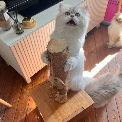 Griffoir pour chat - Caféier cube 2