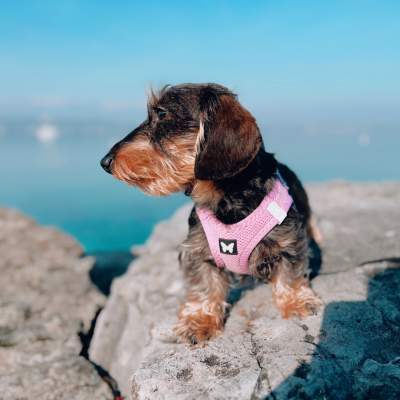 Harnais Mesh Parme 2