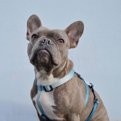 Harnais nylon Reflex Bleu Azur 3