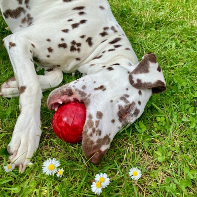 Jouet Rubb'n'Red balle rouge 8