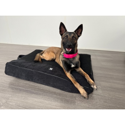 Master noir pour chien - Elégante dog