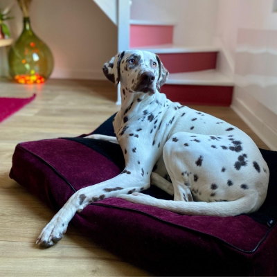 Master violet pour chien - Elégante 2