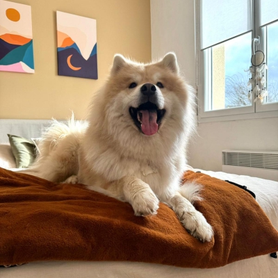 Plaid marron pour chien - Avenue Montaigne 3