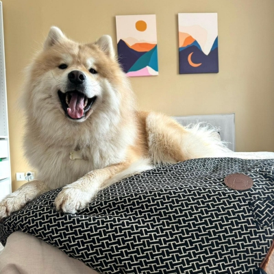 Plaid marron pour chien - Avenue Montaigne 6