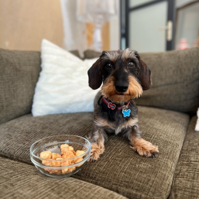 Pops de fromage pour chien x6 - 30g Visuel ambiance