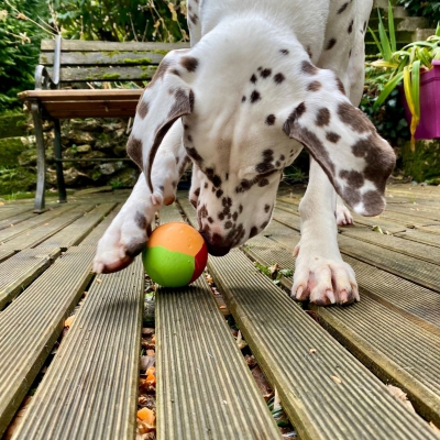 Rubb'n'Treats spécial friandise - balle - M - 7 cm 2