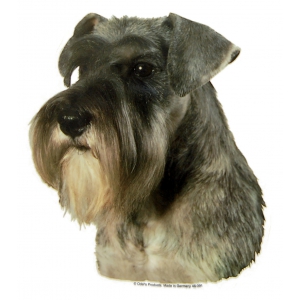 Autocollant Schnauzer - 15cm