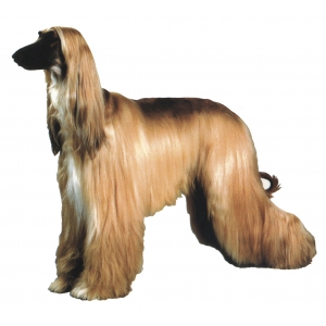 Autocollant Sticker corps de chien Lévrier Afghan - couleur