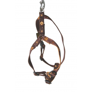 Harnais pour chien - Népal